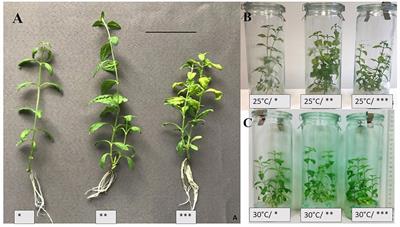 Light Intensity and Temperature Effect on Salvia yangii (B. T. Drew) Metabolic Profile in vitro